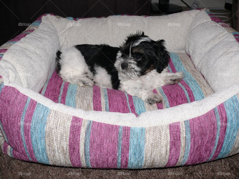 Puppy in her bed