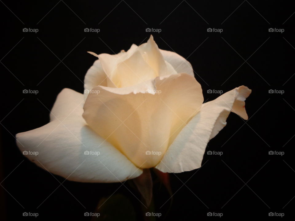 White rose in bloom, glowing in beauty!