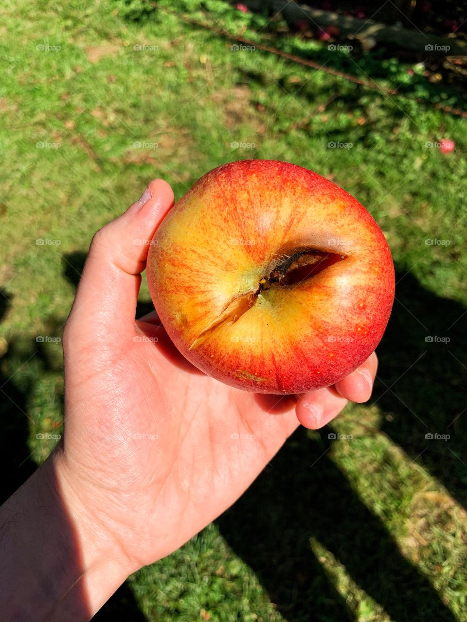 Rotten Apple