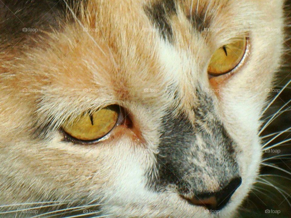 Calico Eyes