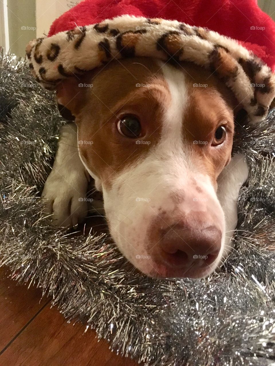 Beautiful rescue dog in a Santa hat 