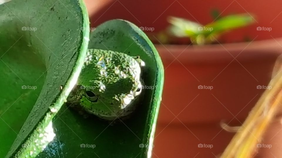 Tree Frog Blending in !!