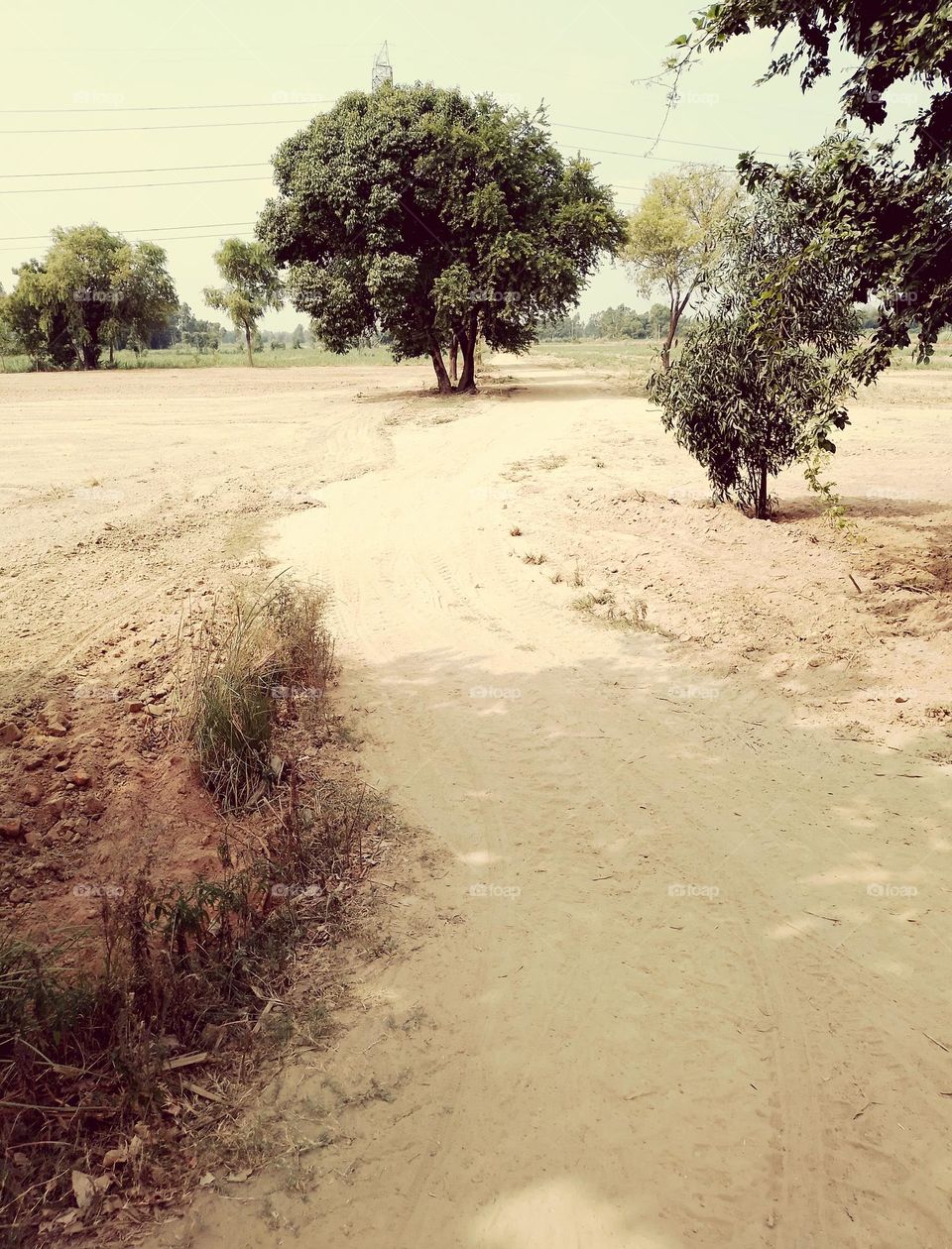 indian agricultural land with tree.