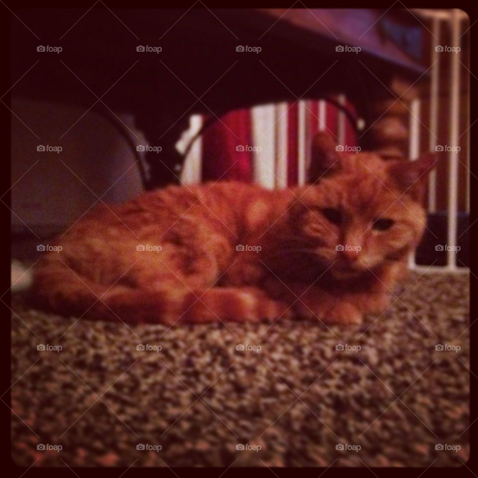 Old ginger cat curled up under table