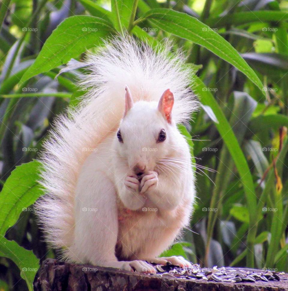 White Squirrel