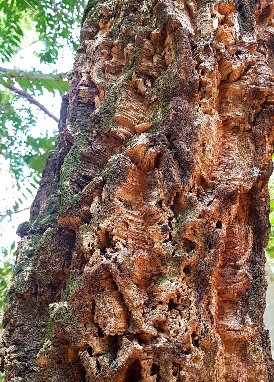 old tree from Brazil