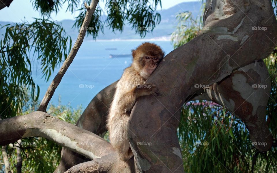 European monkey