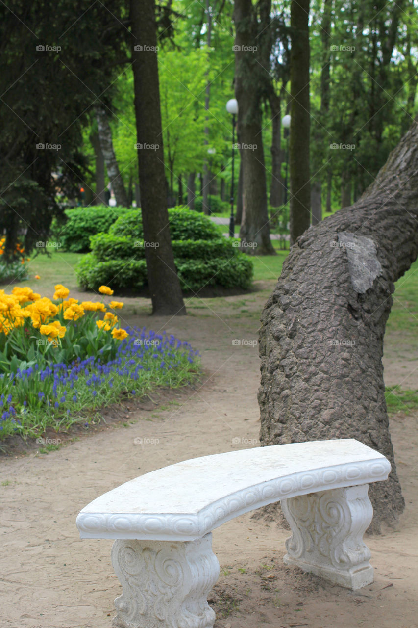 Park, city park, nature, trees, grass, flowers