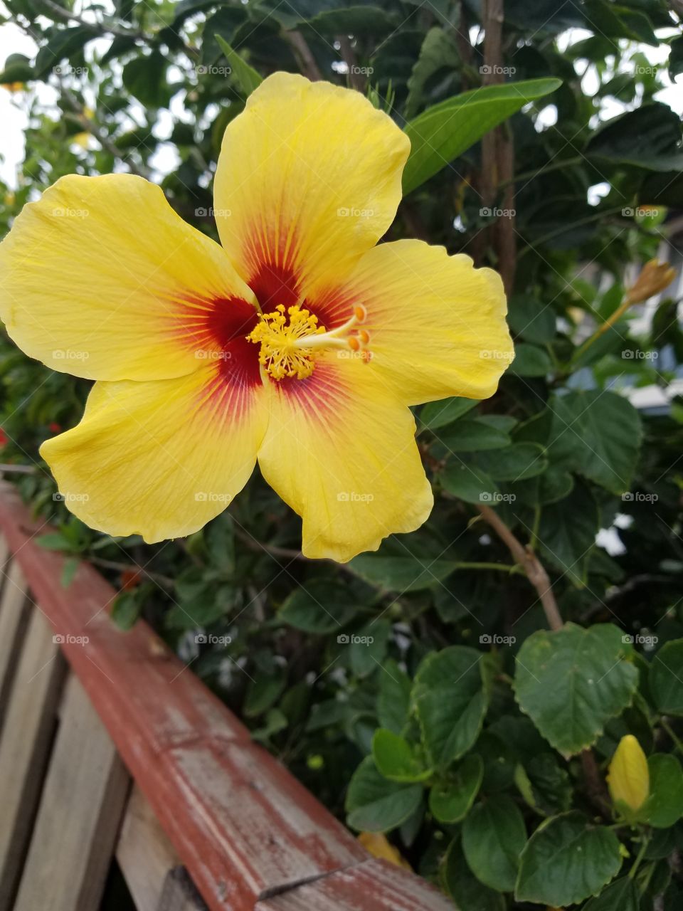 yellow hibiscus