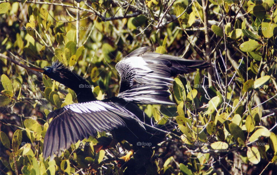 Anhinga