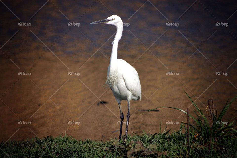 the little egret in afternoon sun.