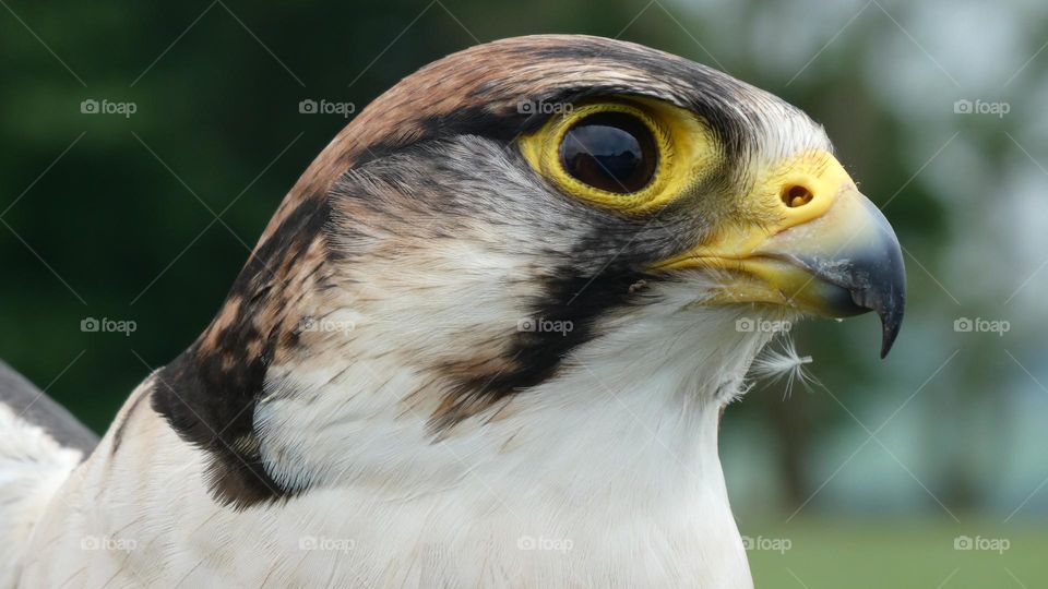A close up of a bird of prey 