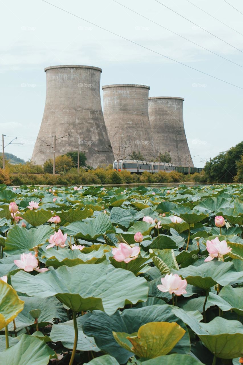 pink flowers, pink lotus, a train and strange buildins behind