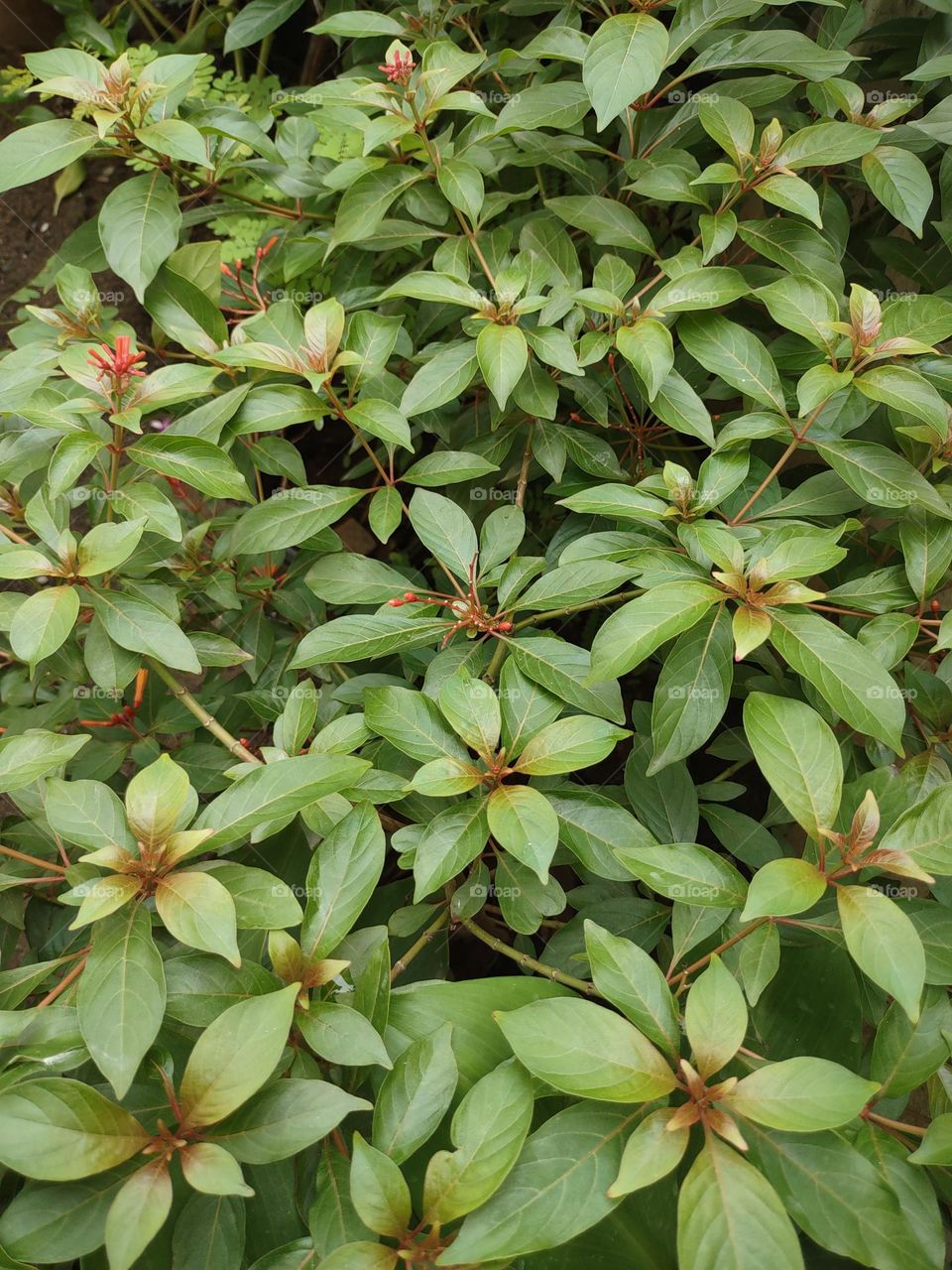 My garden: always my best place to have some nice tea and read a book