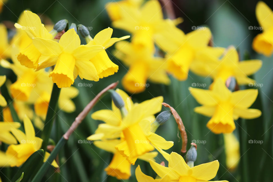 Daffodils in spring