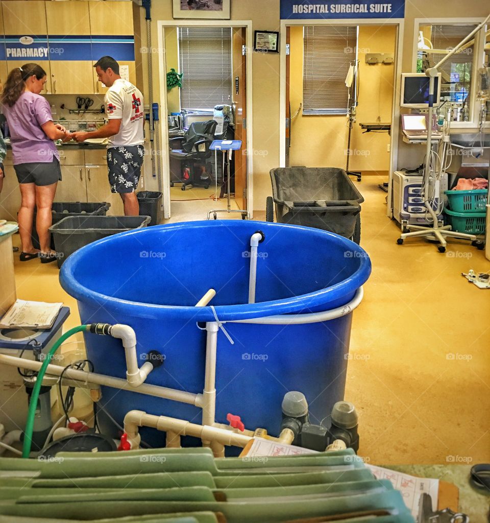 Loggerhead marine hospital 