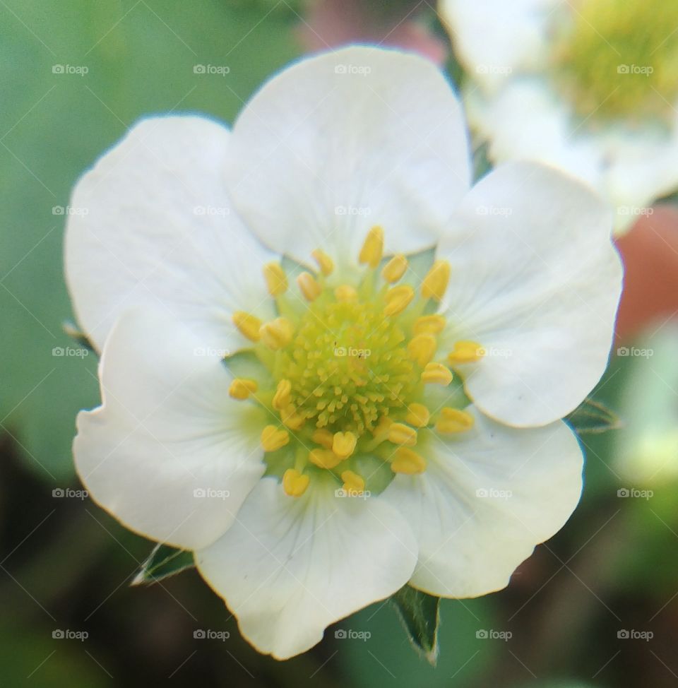 Blüte blühen Erdbeeren