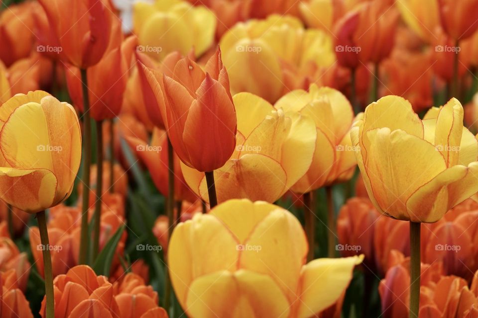 A bed of flowering red and yellow tulips of the Mystic Garant variety. Beautifully blooming flowers, spring concept. Close-up photo. High quality photo