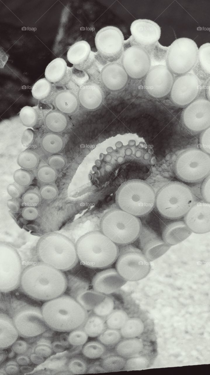 octopus