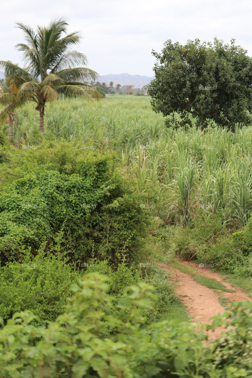 Nature, Tree, Agriculture, Landscape, No Person