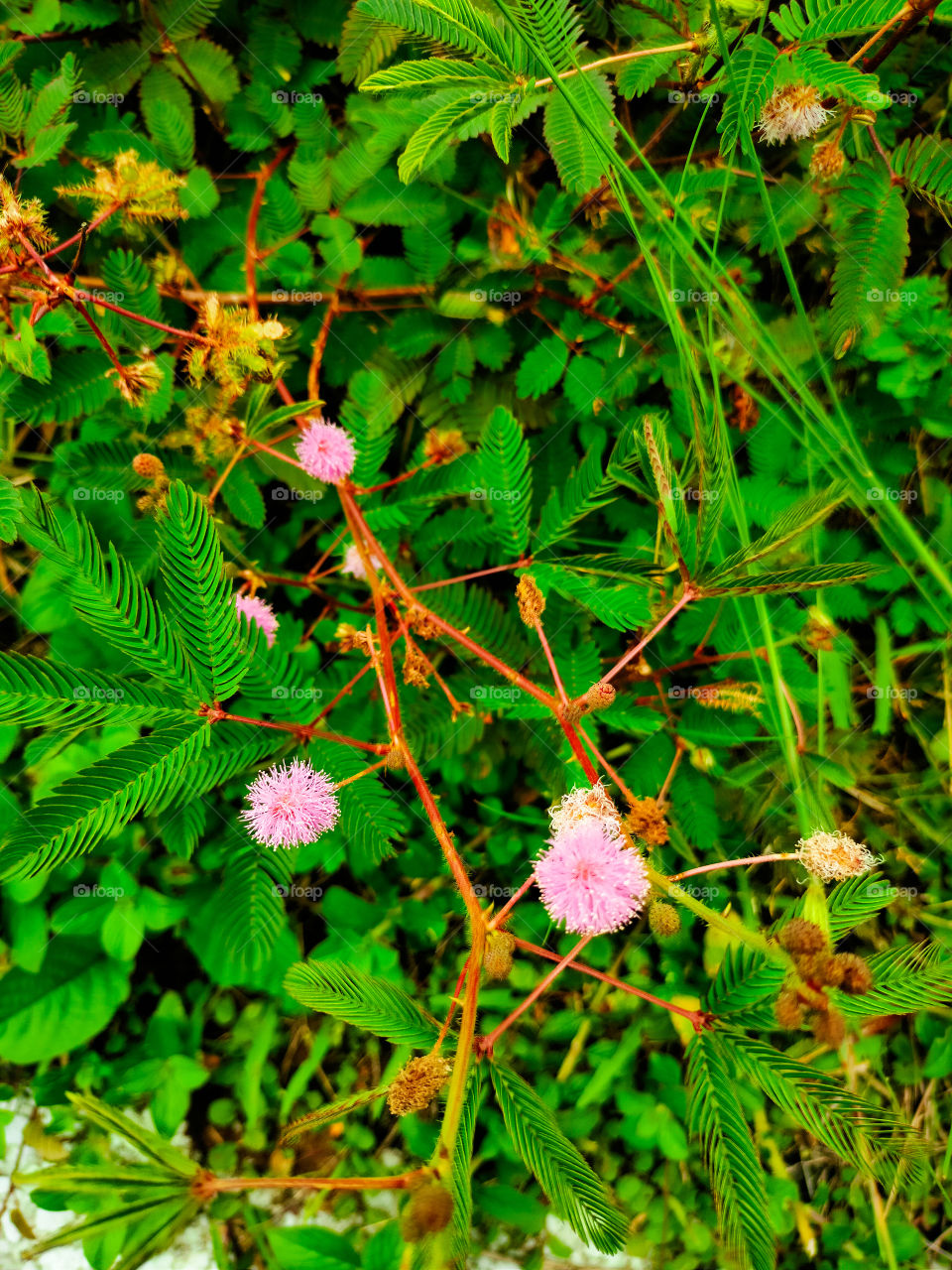 While I was going to the airport of my city I found this little cuties called "touch me not" flower plants beside the road.