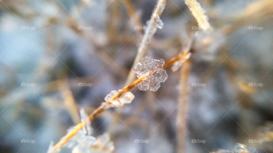 Frost close up