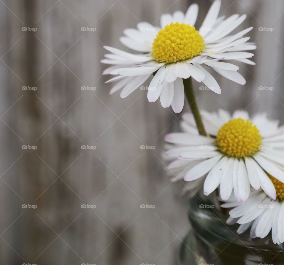 Wild Daisies