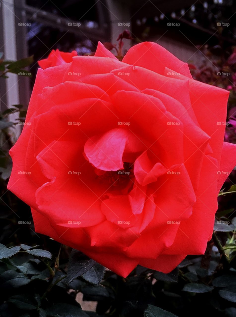 Beauty Rose !