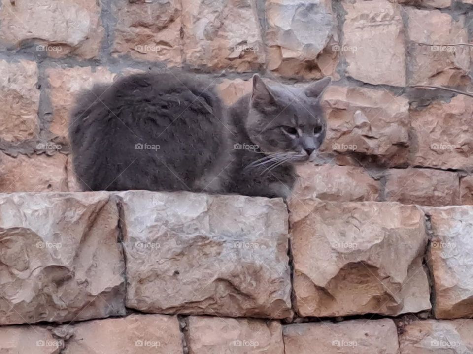a beautiful Grey cat sitting on a wall in Haifa