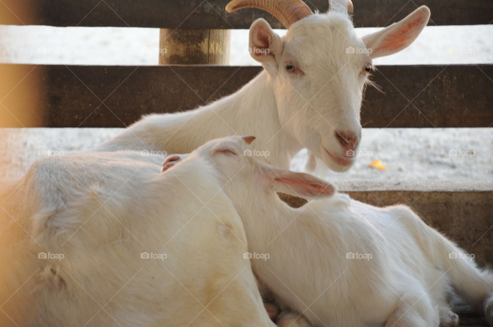 brazilian animals