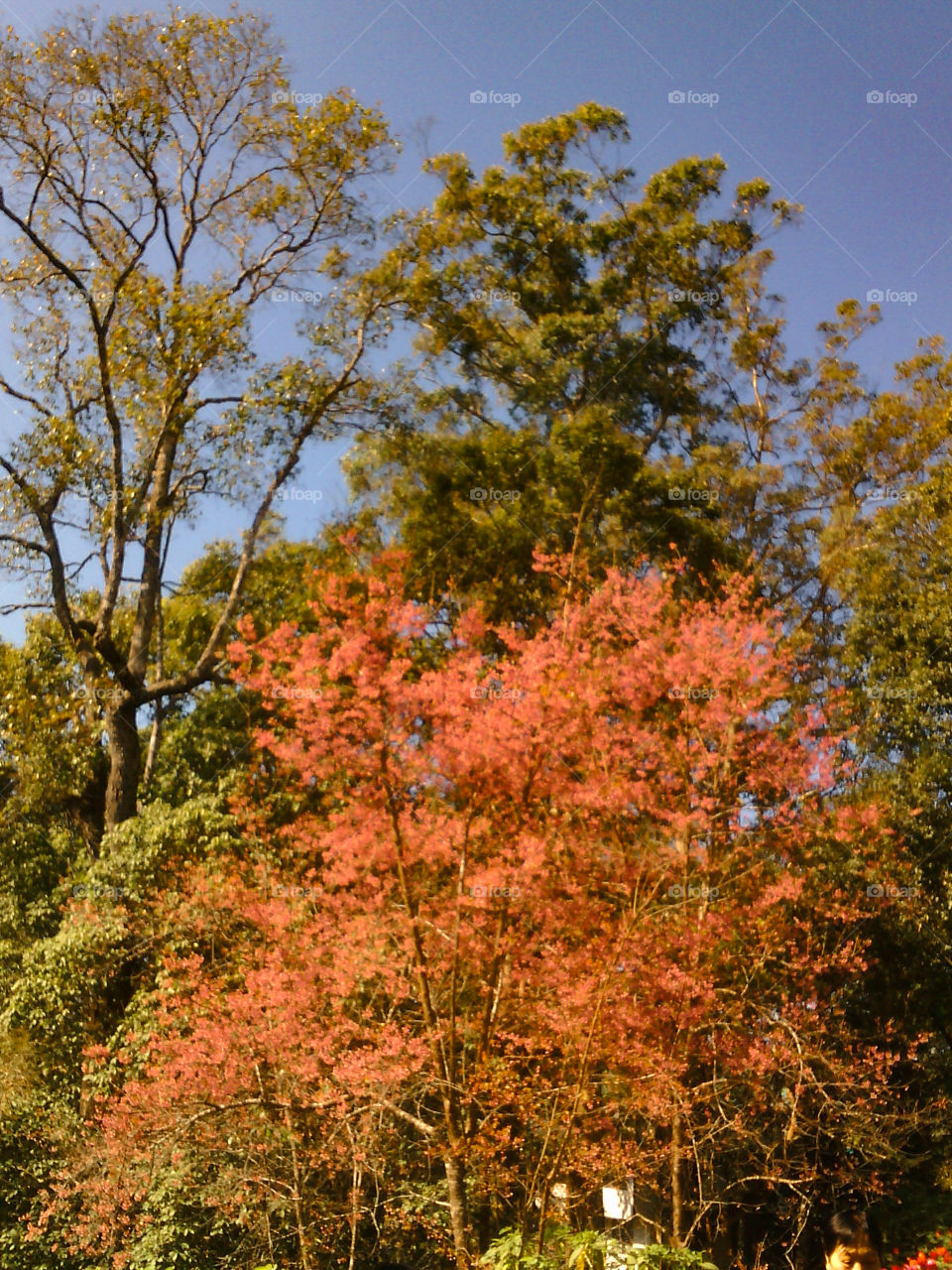 Autumn trees