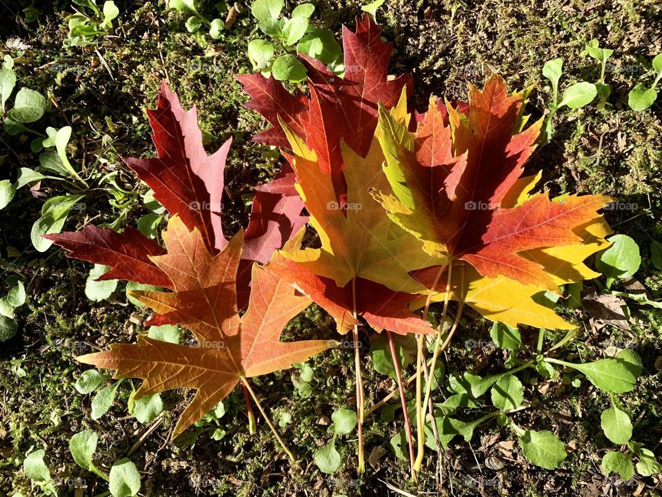 composition on the grass of colorful maple leaves