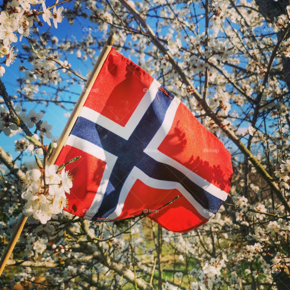 Colorful spring day in Norway. Colorful flag into the frame of a aple tree in Bloom. The contrats suits perfect into eachother and its May and spring opening