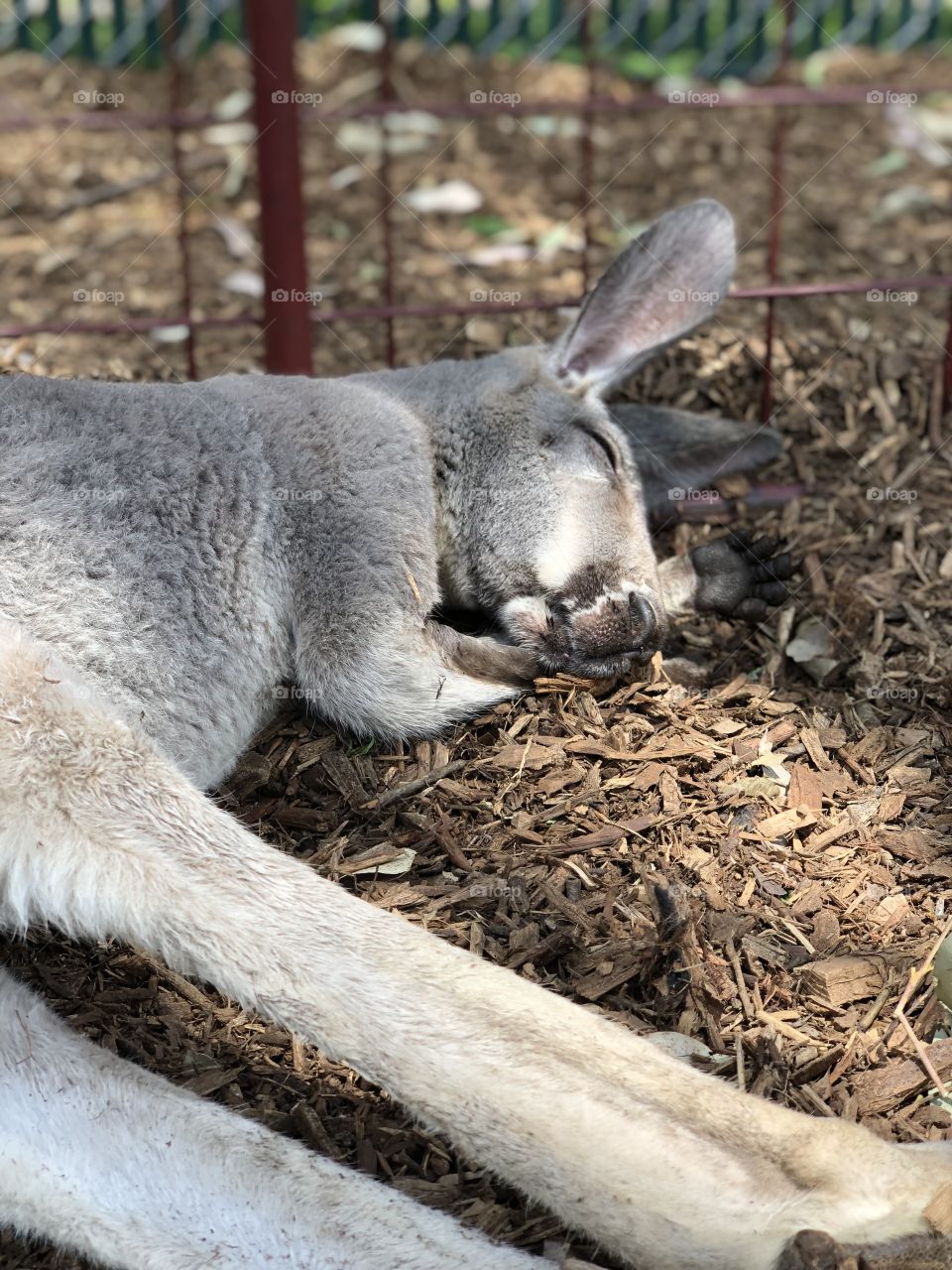 Sleeping kangaroo with palm outstretched 