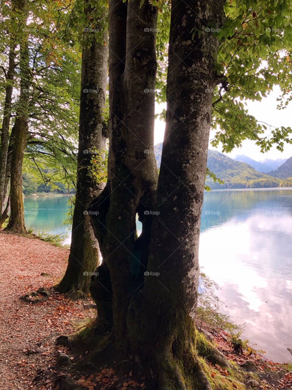 Lake Alpsee