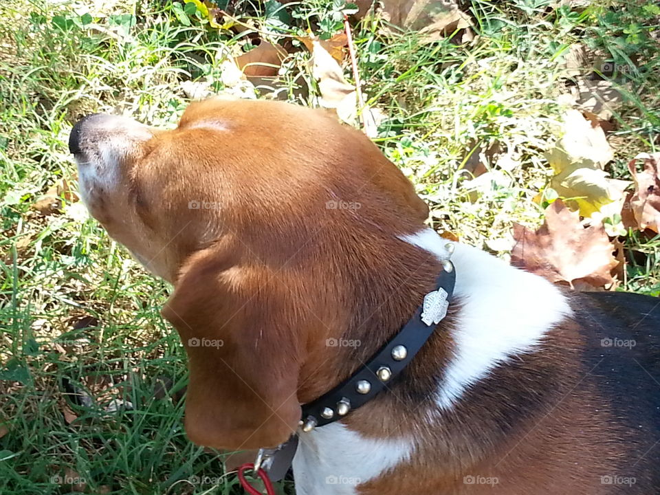 Dog, Nature, Mammal, Animal, Grass