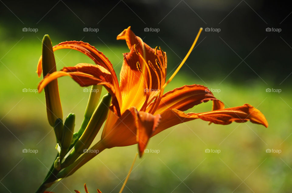 Close-up of lily