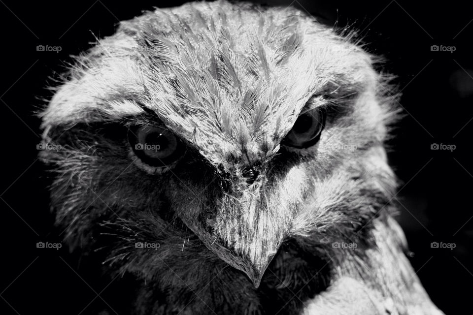 Portrait of owl on black ground