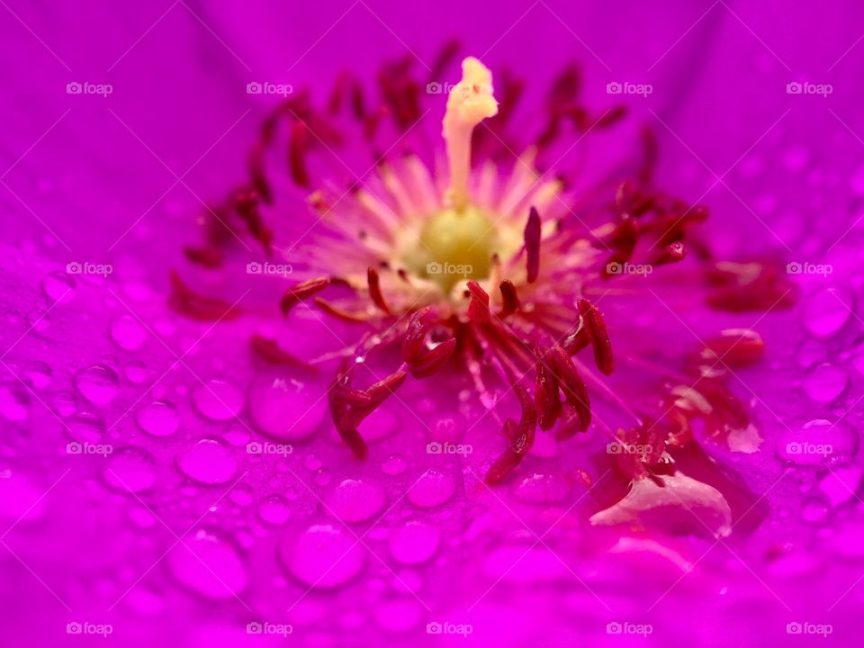 Flower Macro 