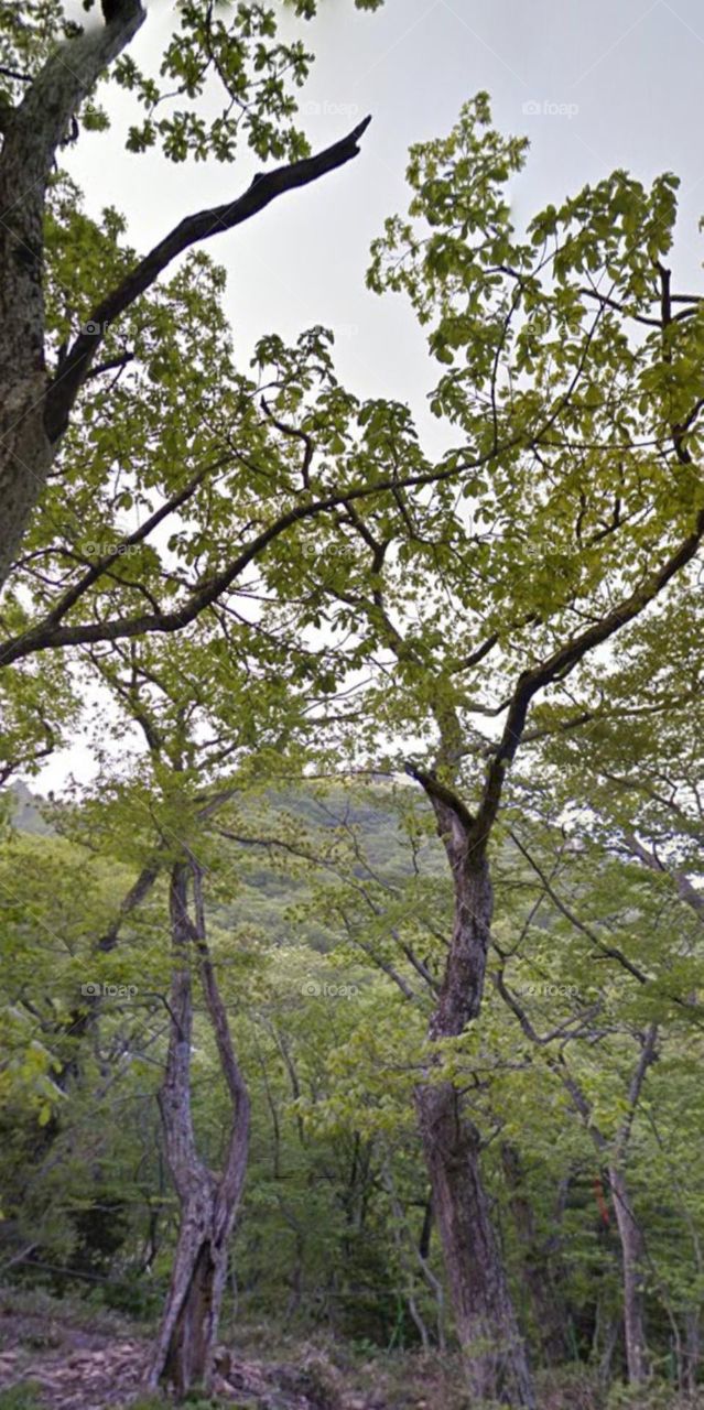 Nhìn thấy đỉnh sau hàng cây.