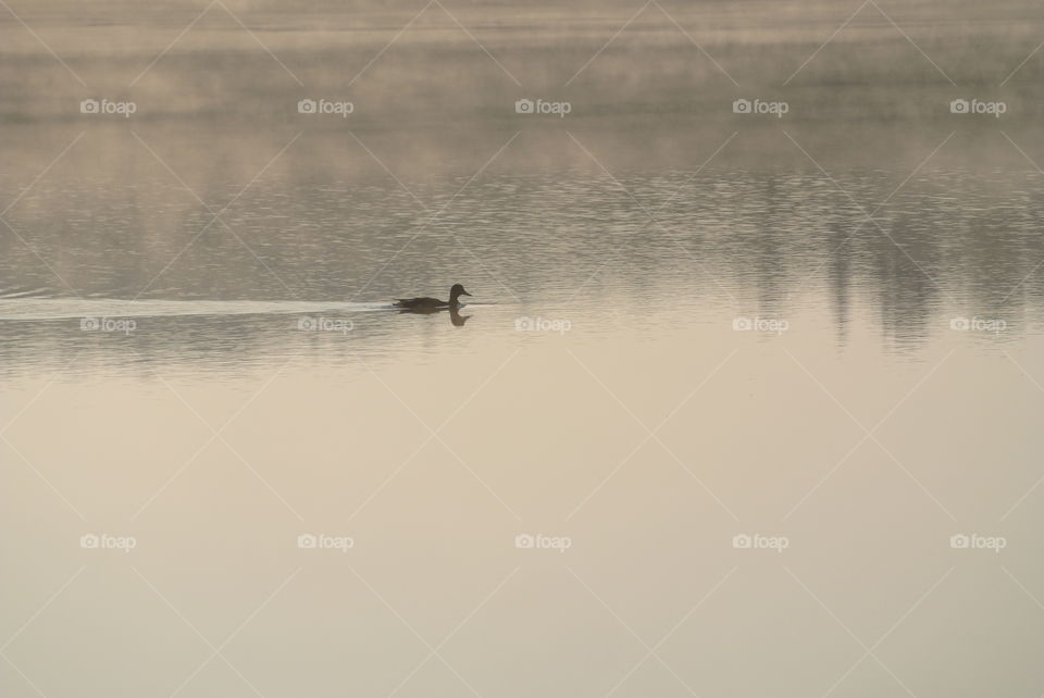 Lake duck at sunrise 
