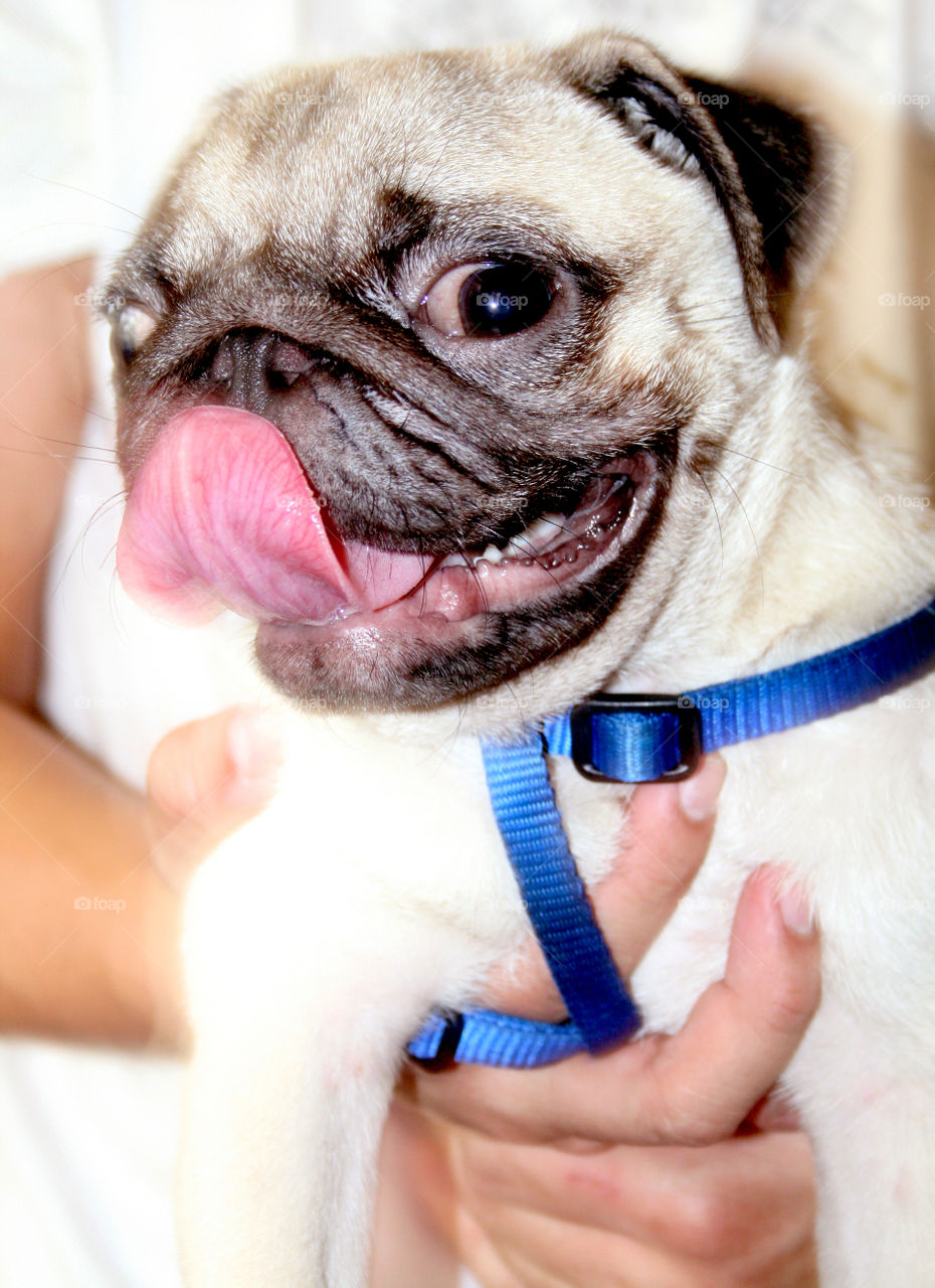 tongue out, smiling pug