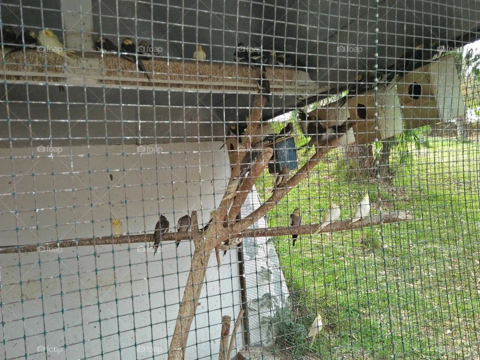 Beautiful parrots in the cage.