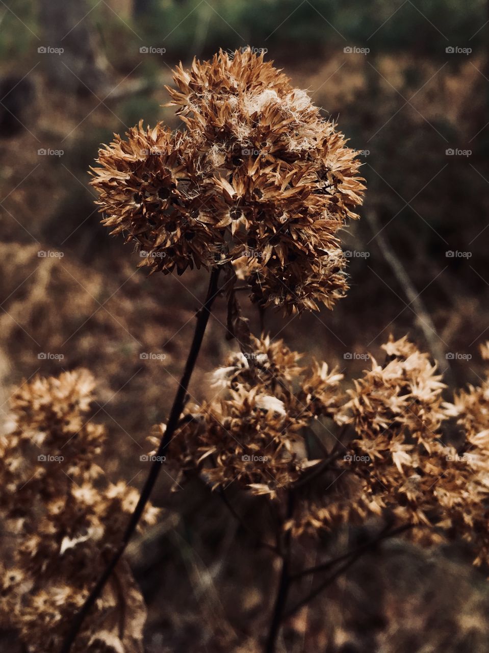 Senesced weeds in winter’s forest 