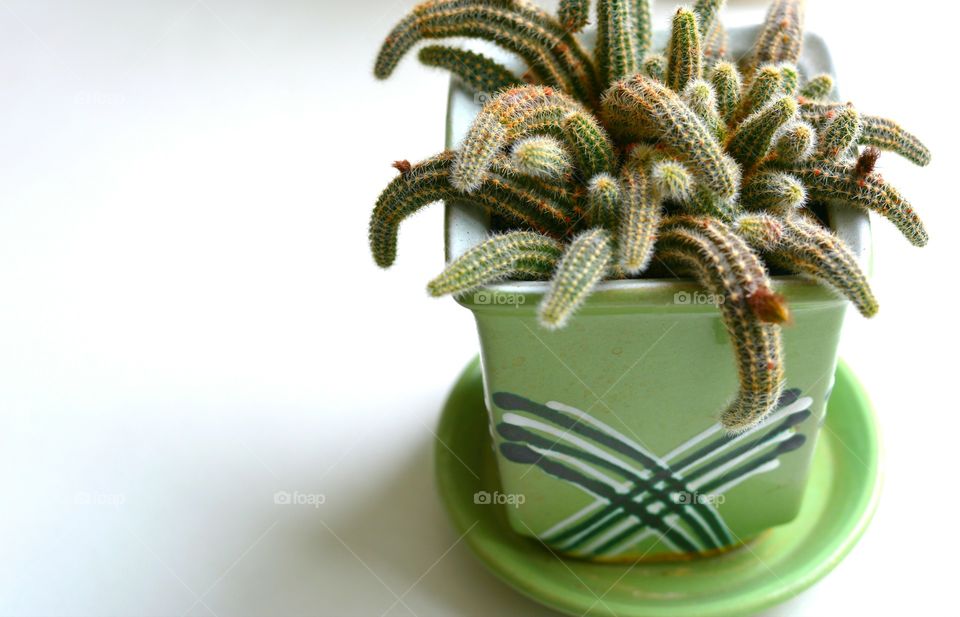 green house plants cactus in the pot