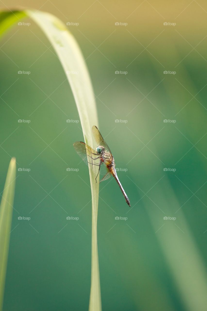 Close-up of a dragonfly on grass