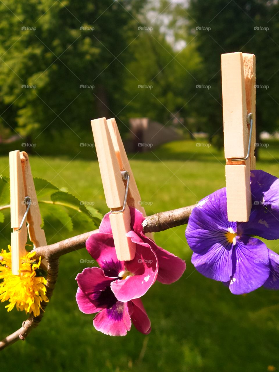 Pansy and dandelion flowers are suspended from a tree branch with wooden clothespins