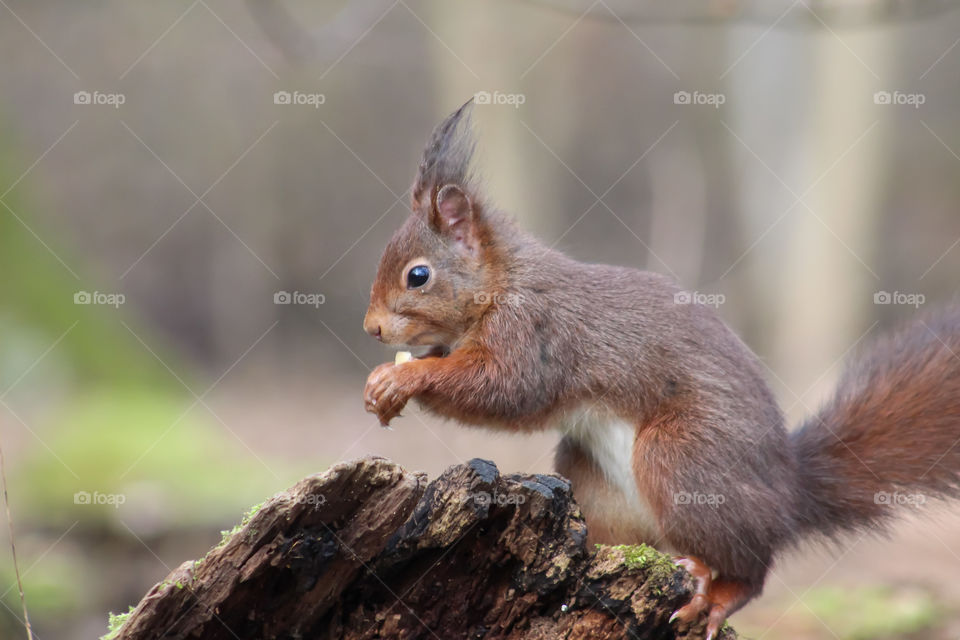 Squirrel eating