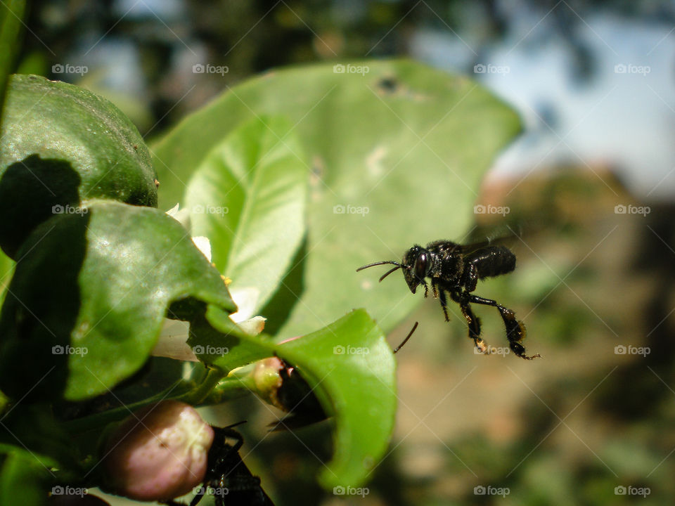 Flight of arapua, native bee of Brazil.
The Irapuã (Trigona spinipes)  is a Brazilian social bee,  of gleaming black color and extremely aggressive. Its name, derived from the tupi eírapu'a ("round honey", in Portuguese), in reference to The Irapuã (Trigona spinipes) [note 1] is a Brazilian social bee, of the subfamily of the meliponíneos, of gleaming black color and extremely aggressive. Its name, derived from the tupi eírapu'a ("round honey", in Portuguese), in reference to the format of its hive.