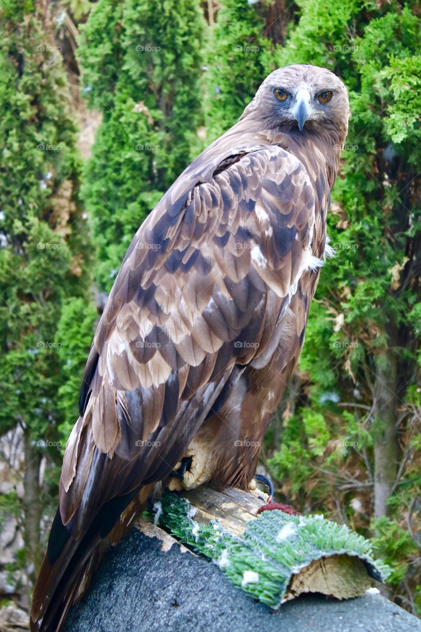 eagle portrait